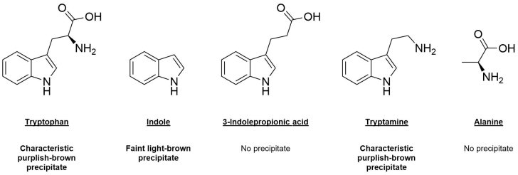 tryptophan analogues